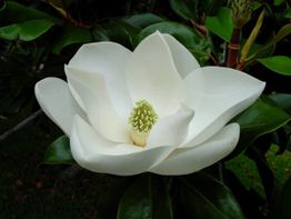 Magnolia bianca in fiore con petali aperti, circondata da foglie verdi.