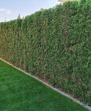 Grüne Hecke und Rasen im Garten, mit blauem Himmel im Hintergrund.