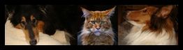 Drei Haustiere nebeneinander: links ein Collie, in der Mitte eine Katze, rechts ein weiterer Hund.