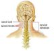 Diagram of the human brain, spinal cord, spinal nerves, and cervical vertebrae from the back.