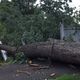 A fallen tree lies across a road, with branches and a damaged fence in the background.