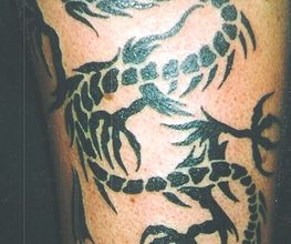 Tribaldrache