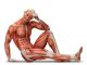 Illustrazione di un corpo umano seduto, con muscoli e tendini visibili.