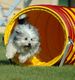 Flauschiger Hund springt aus gelbem Agility-Tunnel auf grüne Wiese.
