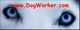 Nahaufnahme von Huskys Augen, darüber rote Schrift: "www.DogWorker.com".