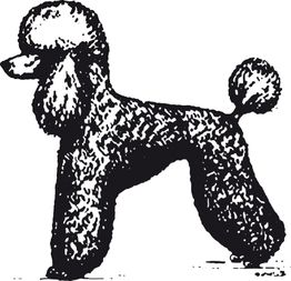 Schwarz-weiße Zeichnung eines stehenden Pudels mit typischer Schur und buschigem Schwanz.