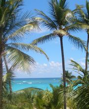 Tropische Palmen am Strand mit blauem Meer und Himmel im Hintergrund.