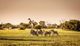 Zebras and a giraffe stand in a grassy African savannah, surrounded by trees under a clear sky.