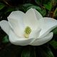 Magnolia bianca in fiore con petali aperti, circondata da foglie verdi.