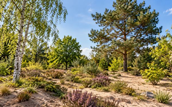 Trockener Garten mit sandigem Boden, Hänge-Birke, Waldkiefer und weiteren trockenheitsverträglichen Bäumen und Sträuchern.