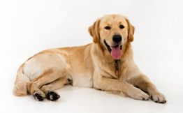 Ein goldener Retriever liegt auf weißem Hintergrund und hechelt freundlich mit heraushängender Zunge.