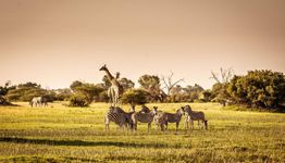 Zebras and a giraffe stand in a grassy African savannah, surrounded by trees under a clear sky.