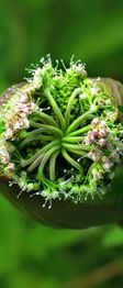 Nahaufnahme einer Blütenknospe mit grünen und rosa Blüten, umgeben von grünen Blättern.