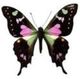 Butterfly with dark wings, pink and green patterns, and white spots, against a plain background.