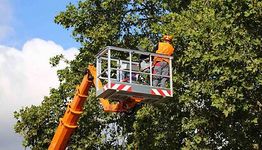Person in lift pruning tree branches under a clear sky.