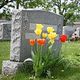 Tombstone with yellow and red tulips in front, surrounded by other graves in a green cemetery.