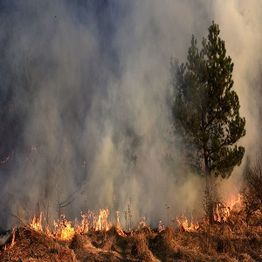 A lone tree stands amid a smoky grassland fire under a hazy sky.