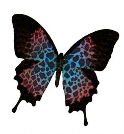 Ein Schmetterling mit buntem Leopardenmuster und dunklen Rändern auf weißen Hintergrund.