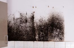 Black mold spreading across a white kitchen wall above tiled backsplash.