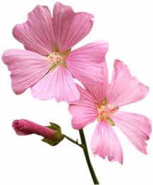 Drei rosa Blüten und eine Knospe auf weißem Hintergrund.