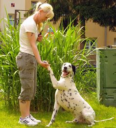 Frau in weißem T-Shirt gibt Dalmatiner im Garten die Pfote. Beide wirken fröhlich.