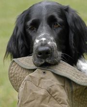 Hundeschule Stuttgart