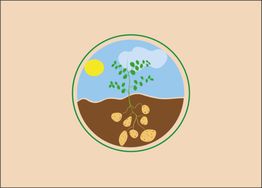 Illustratie van een aardappelplant met bladeren boven de grond en aardappels onder de grond.