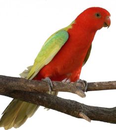Ein roter Papagei mit grünen Flügeln sitzt auf einem Ast vor weißem Hintergrund.