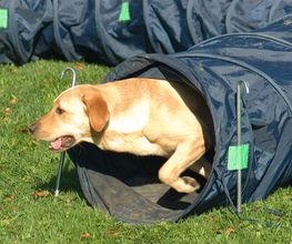 Spielerisch lernen ohne Zwang,hift dem Hund, Frau oder Mann!