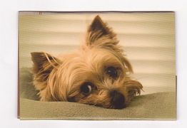 Kleiner, flauschiger Hund liegt auf einer Decke und schaut in die Kamera.