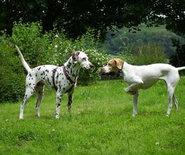 Hundebegegnung im Grünen