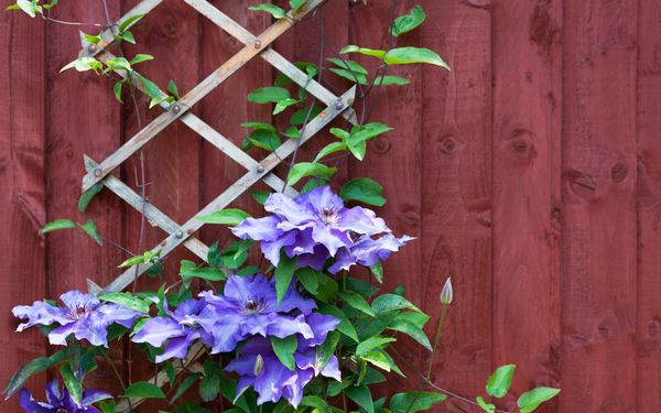Rankgitter aus Holz vor rötlicher Holzwand mit blühenden Blumen