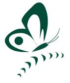 Stilisiertes, grünes Schmetterlingssymbol auf weißem Hintergrund.