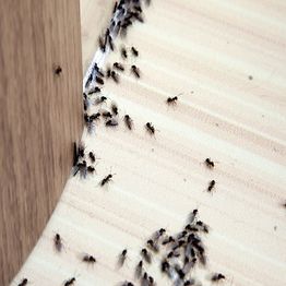 Ants crawling near a wooden surface indoors.