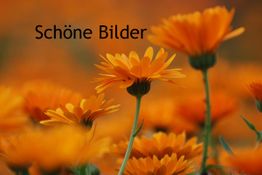 Orange Blumen vor unscharfem Hintergrund mit dem Text "Schöne Bilder" links oben.