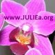 Orchidee mit der Aufschrift "www.JULIEa.org" auf den Blütenblättern.