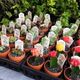 Rows of small potted cacti with colorful tops on display.