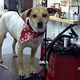 Dog wearing a red bandana, standing on a grooming table in a pet salon.