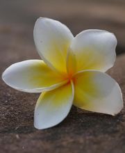 Thamnhanthai-Massage Logo