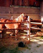 Reitstation