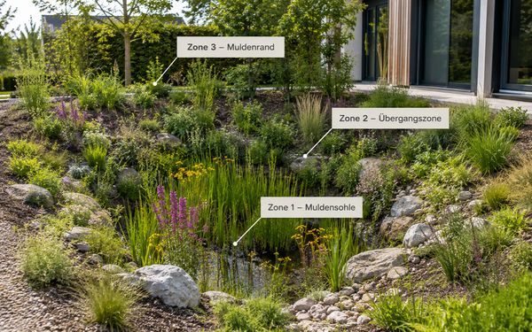Moderner Schwammgarten mit bepflanzter Muldensohle, Übergangszone und Muldenrand zur Aufnahme und Versickerung von Regenwasser.