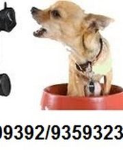 mobile Hundeschule Hundetrainer