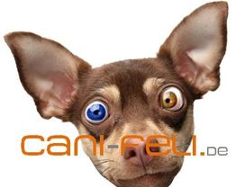 Niedlicher Hund mit unterschiedlich farbigen Augen, Text "cani-feli.de" im Vordergrund.