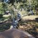 A fallen tree on grass with people assessing the scene under bright sunlight.