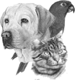 Zeichnung eines Hundes, einer Katze und eines Papageis nebeneinander.