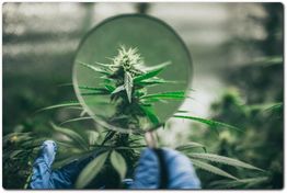 Planta de cannabis observada a través de una lupa, con guantes azules visibles en primer plano.