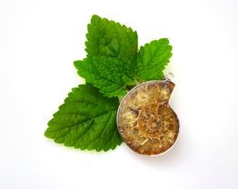 Ammonit-Anhänger auf grünem Blattwerk vor weißem Hintergrund.