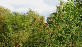 Lush green trees with red berries under a cloudy sky.