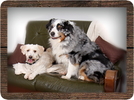 Zwei Hunde auf einem Sofa, einer klein und weiß, der andere größer mit schwarzem und grauem Fell.