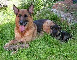 Deutscher Schäferhund und Welpe im Gras, entspannt in einem Garten liegend.